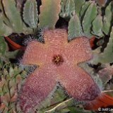 Stapelia grandiflora JLcoll.4160   ÉPUISÉ - OUT of STOCK - AGOTADO